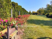 Eladó mezogazdasagi ingatlan, Töltéstaván 38 M Ft