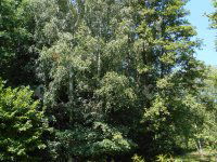 Eladó családi ház, Hegyhátszentjakabon 28 M Ft, 2 szobás