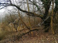 Eladó telek, Nagykapornakon 3.4 M Ft / költözzbe.hu