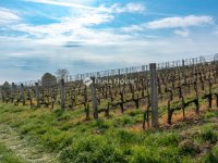 Eladó mezogazdasagi ingatlan, Bodrogkeresztúron 46.5 M Ft