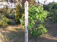 Eladó telek, Veresegyházon 66 M Ft / költözzbe.hu