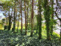 Eladó családi ház, Budaörsön 300 M Ft, 5 szobás