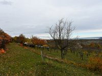 Eladó telek, Pécselyen 24.99 M Ft / költözzbe.hu