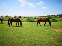 Eladó mezogazdasagi ingatlan, Fóton 149 M Ft