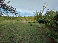 Eladó családi ház, Pincehelyen 35 M Ft, 3 szobás