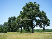 Eladó mezogazdasagi ingatlan