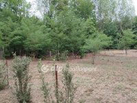 Eladó mezogazdasagi ingatlan, Jászberényben 35 M Ft, 2 szobás