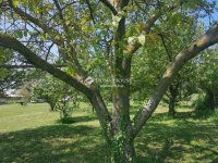 Eladó családi ház, Nyugotszenterzsébeten 5.6 M Ft, 2 szobás