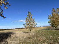 Eladó telek, Mezőörsön 16.5 M Ft / költözzbe.hu