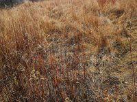 Eladó telek, Nagykapornakon 1.95 M Ft / költözzbe.hu