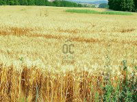 Eladó telek, Környén 225 M Ft / költözzbe.hu