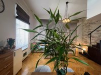 Eladó téglalakás, VIII. kerületben 59.9 M Ft, 1 szobás