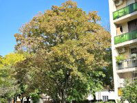 Eladó téglalakás, XV. kerületben 59 M Ft, 2 szobás