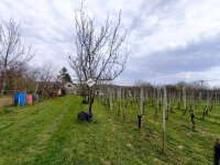 Eladó mezogazdasagi ingatlan, Igalon 18 M Ft, 1 szobás