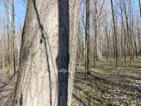 Eladó mezogazdasagi ingatlan, Üllésen 79.9 M Ft