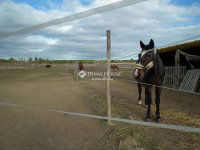 Eladó mezogazdasagi ingatlan, Nagytarcsán 99 M Ft, 1 szobás