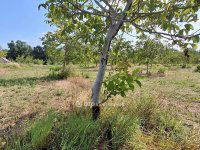 Eladó mezogazdasagi ingatlan