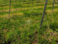 Eladó mezogazdasagi ingatlan, Pécselyen 9.8 M Ft