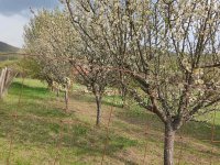 Eladó telek, Alsópetényen 7.5 M Ft / költözzbe.hu