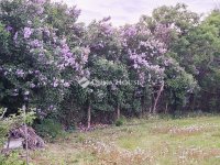 Eladó családi ház, Kónyon 32 M Ft, 3 szobás