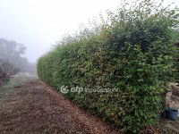 Eladó családi ház, Albertirsán 54.9 M Ft, 4+1 szobás