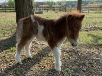 Eladó családi ház, Császártöltésen 187 M Ft, 4 szobás