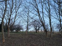 Eladó nyaraló, Nagybakónakon 9.9 M Ft, 1 szobás